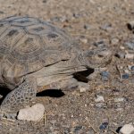 Checking in on the state of Mojave desert tortoise conservation