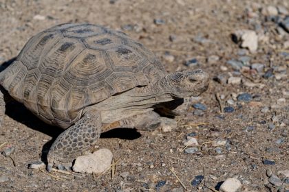 Checking in on the state of Mojave desert tortoise conservation