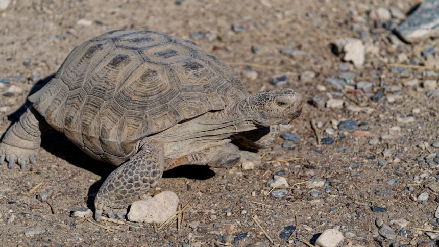 Checking in on the state of Mojave desert tortoise conservation