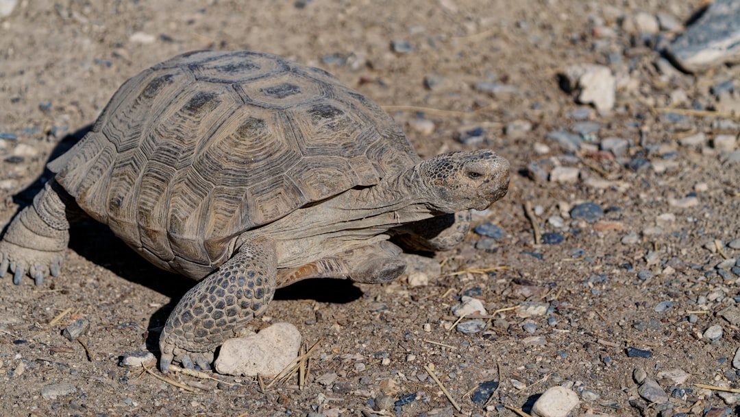 Checking in on the state of Mojave desert tortoise conservation