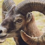 Aries in the Desert: Why the High-Energy Vegas Lifestyle Perfectly Matches This Fire Sign