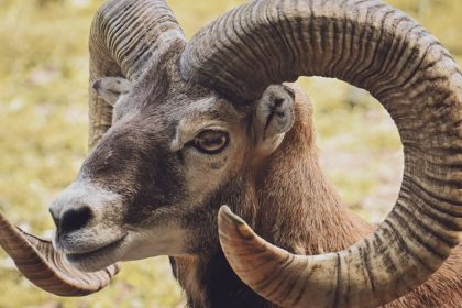 Aries in the Desert: Why the High-Energy Vegas Lifestyle Perfectly Matches This Fire Sign