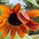 Harry Reid airport joining program that aids flyers with nonvisible disabilities