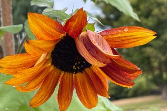 Harry Reid airport joining program that aids flyers with nonvisible disabilities