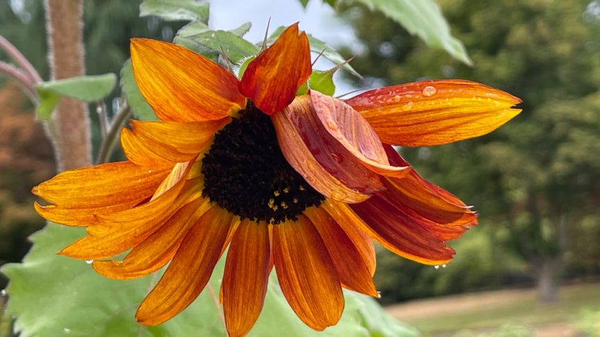 Harry Reid airport joining program that aids flyers with nonvisible disabilities