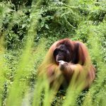 How Disneynature filmmakers found the story of 'Orangutan' and teamed up with Josh Gad