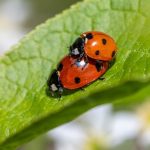 Lots and lots of ladybugs unleashed in Las Vegas on Earth Day — PHOTOS