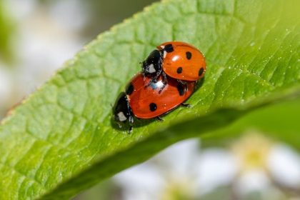 Lots and lots of ladybugs unleashed in Las Vegas on Earth Day — PHOTOS