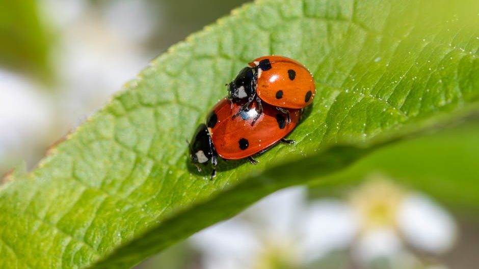 Lots and lots of ladybugs unleashed in Las Vegas on Earth Day  -  PHOTOS