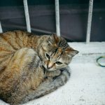 Las Vegas man accused of drowning neighbor's cat in garage, claimed self-defense: police