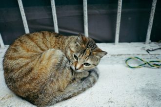 Las Vegas man accused of drowning neighbor's cat in garage, claimed self-defense: police