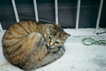 Las Vegas man accused of drowning neighbor's cat in garage, claimed self-defense: police