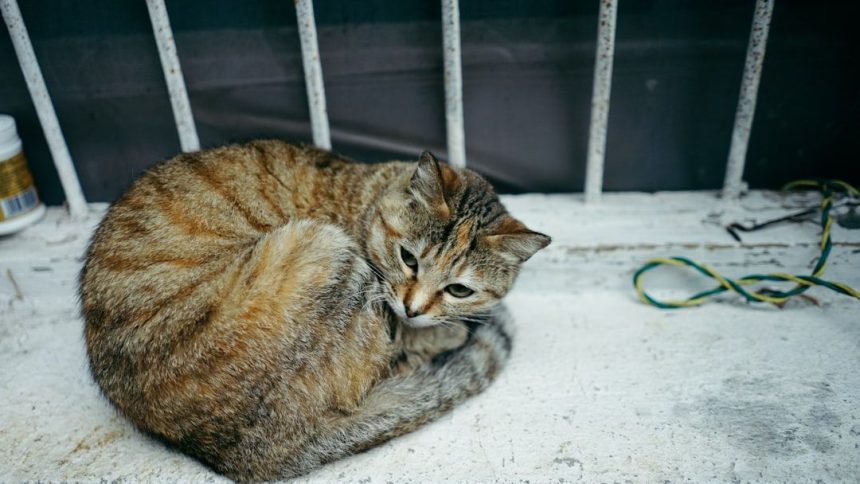 Las Vegas man accused of drowning neighbor's cat in garage, claimed self-defense: police