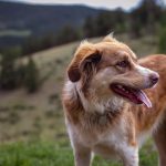Pet-Friendly Vegas: Ranking the Valley's Best Neighborhoods for Dog Owners