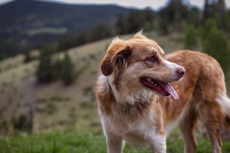 Pet-Friendly Vegas: Ranking the Valley's Best Neighborhoods for Dog Owners