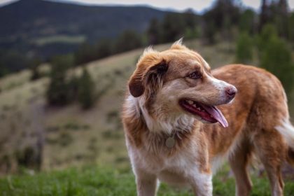 Pet-Friendly Vegas: Ranking the Valley's Best Neighborhoods for Dog Owners