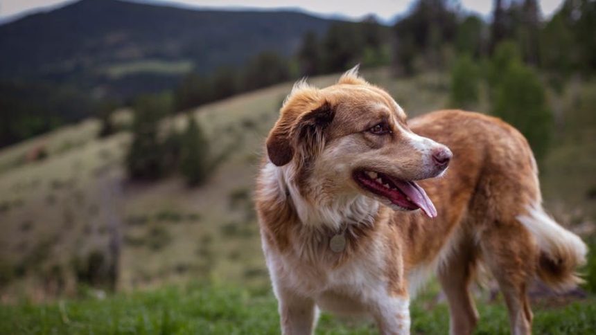 Pet-Friendly Vegas: Ranking the Valley's Best Neighborhoods for Dog Owners