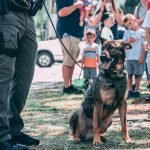 K-9 bites burglary suspect in Burbank, police say