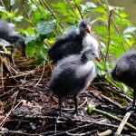 Big Bear's Jackie and Shadow's bald eagle chicks now 3 weeks old
