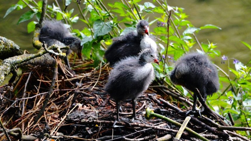 Big Bear's Jackie and Shadow's bald eagle chicks now 3 weeks old