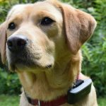 Defendant in shock collar animal cruelty case detained by ICE, co-defendant says