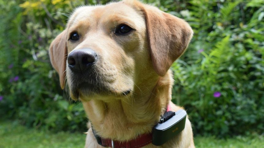 Defendant in shock collar animal cruelty case detained by ICE, co-defendant says