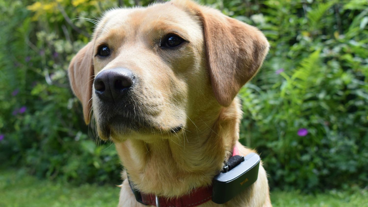 Defendant in shock collar animal cruelty case detained by ICE, co-defendant says