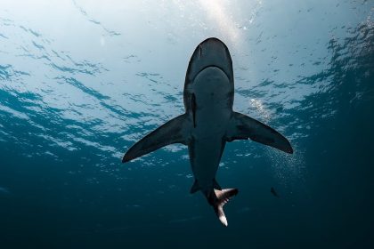Shark chases hydrofoiler in waters off Santa Barbara County coastline