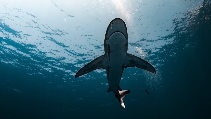 Shark chases hydrofoiler in waters off Santa Barbara County coastline