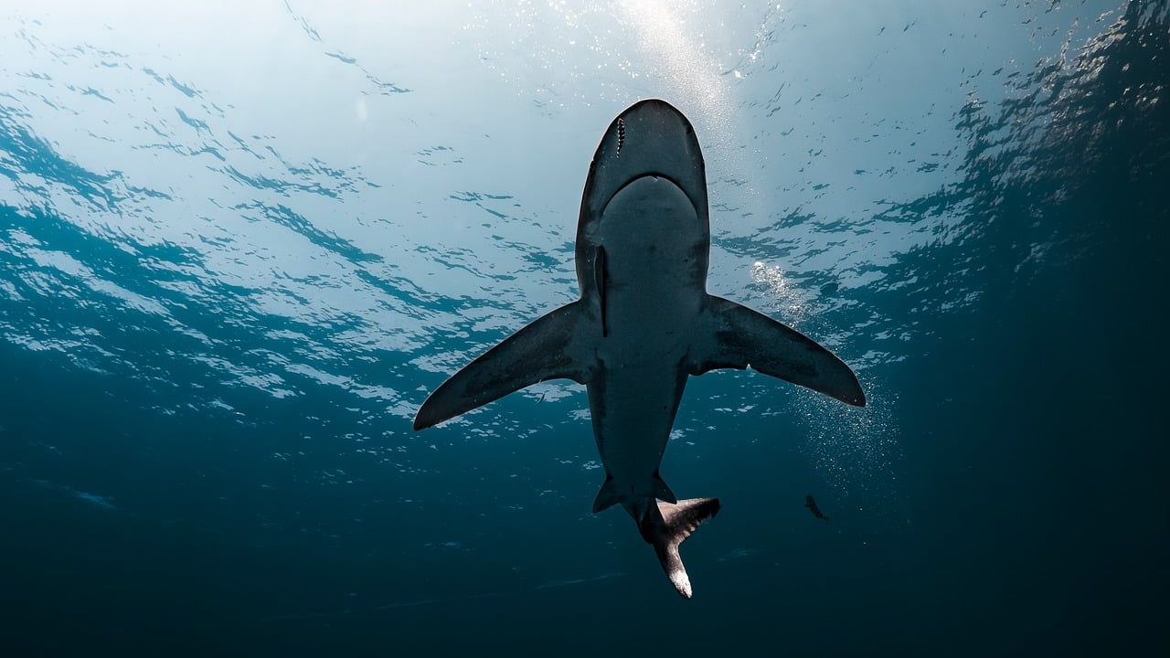 Shark chases hydrofoiler in waters off Santa Barbara County coastline