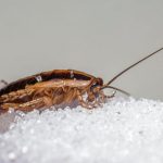 Concerns raised over roach infested senior housing in Oakland