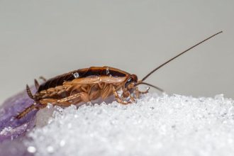 Concerns raised over roach infested senior housing in Oakland
