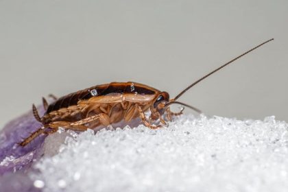 Concerns raised over roach infested senior housing in Oakland