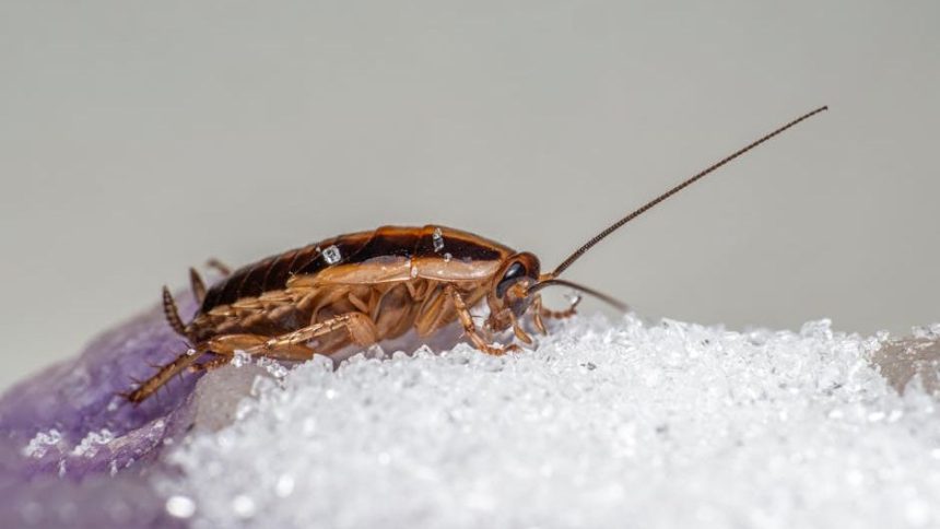 Concerns raised over roach infested senior housing in Oakland