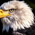 Eagles add additional Sphere shows in Las Vegas