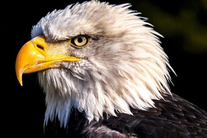 Eagles add additional Sphere shows in Las Vegas