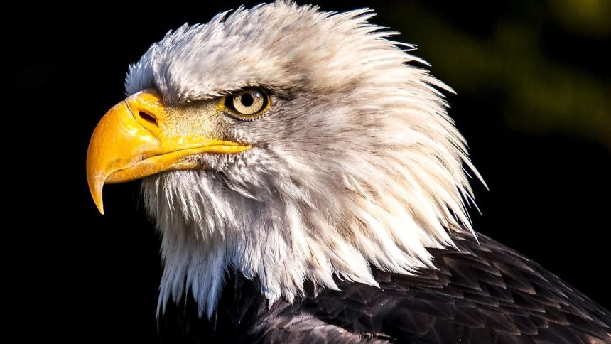 Eagles add additional Sphere shows in Las Vegas
