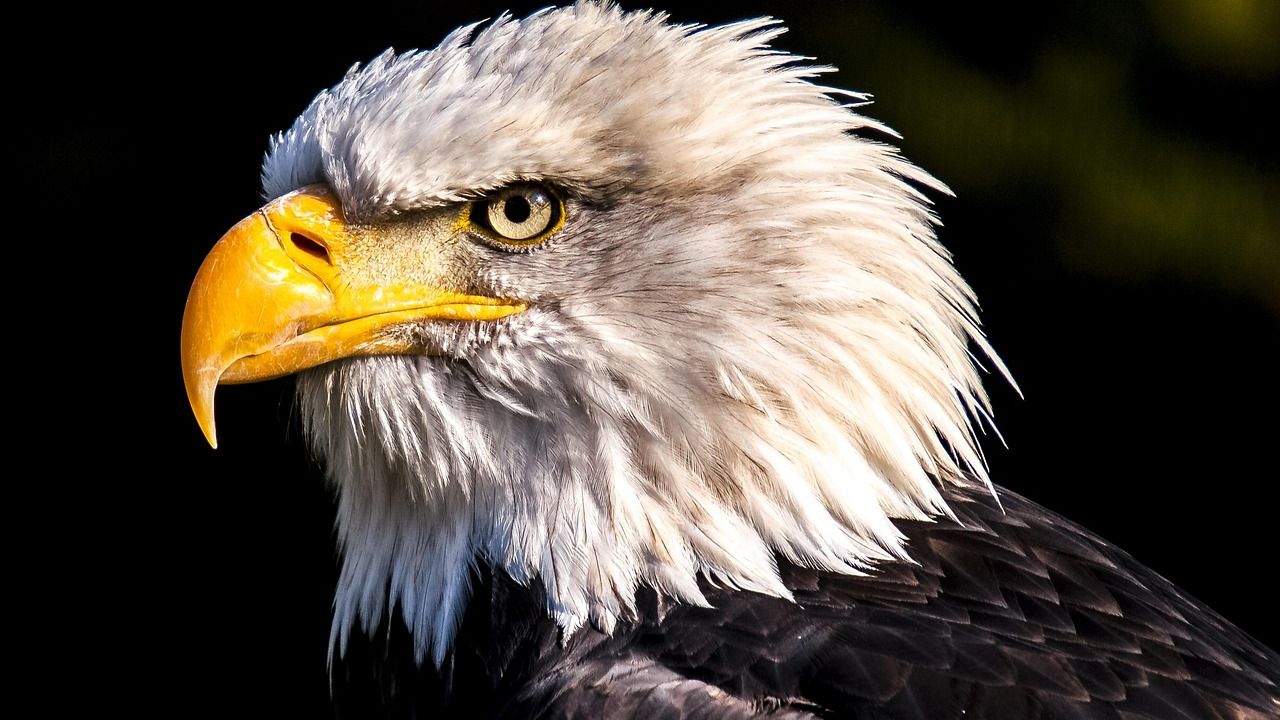 Eagles add additional Sphere shows in Las Vegas