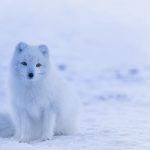 The U.S. Army’s ‘Big Experiment’ in the Arctic Cold