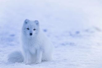 The U.S. Army’s ‘Big Experiment’ in the Arctic Cold