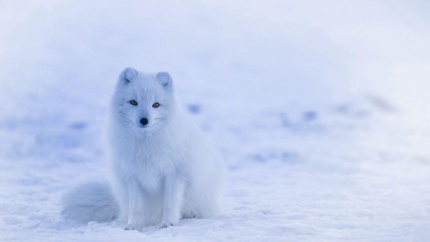 The U.S. Army’s ‘Big Experiment’ in the Arctic Cold