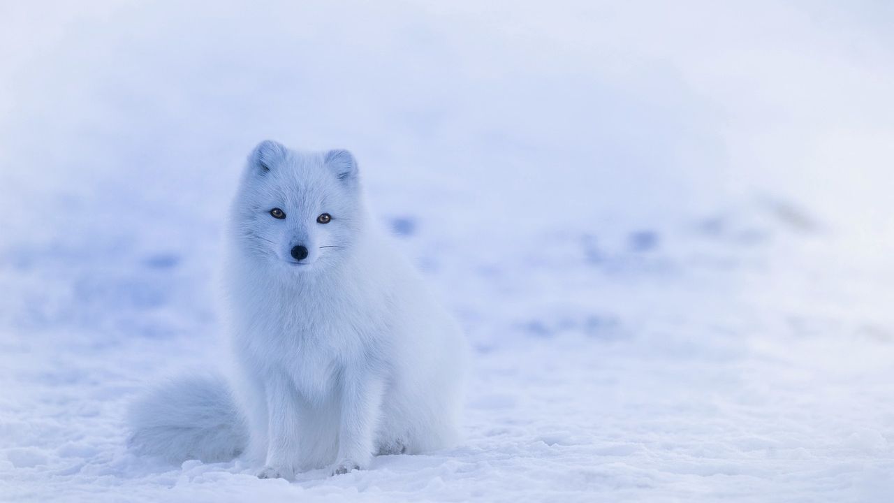 The U.S. Army’s ‘Big Experiment’ in the Arctic Cold