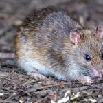 What is hantavirus? What we know about the fatal cruise ship outbreak