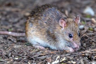 What is hantavirus? What we know about the fatal cruise ship outbreak