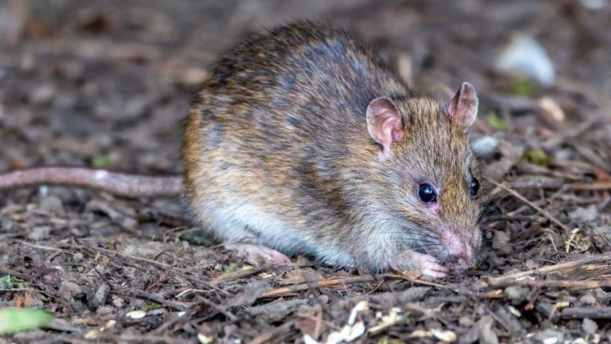 What is hantavirus? What we know about the fatal cruise ship outbreak