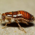 Parents of boy who came to elementary school with cockroaches in his backpack will have time to call the exterminator