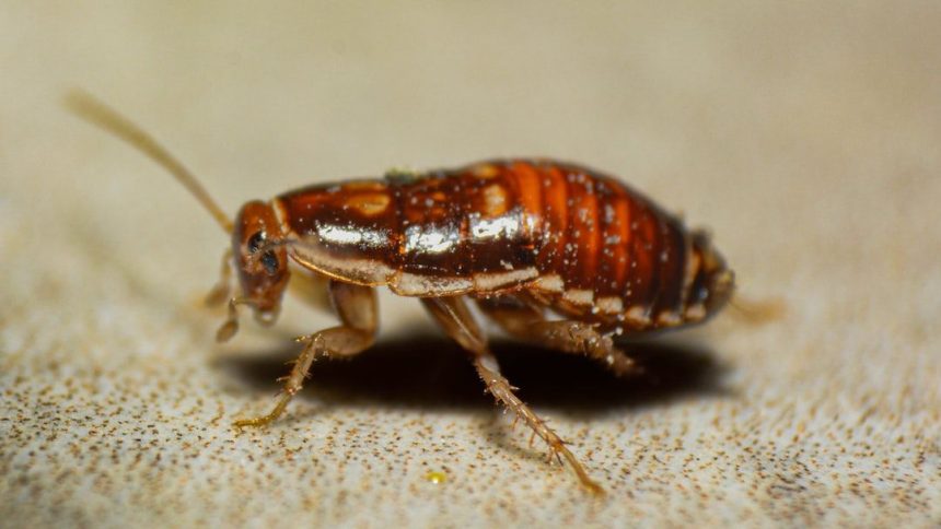 Parents of boy who came to elementary school with cockroaches in his backpack will have time to call the exterminator