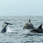 Pete Hegseth Asked About Bizarre Report of ‘Kamikaze Dolphins’ in Strait of Hormuz: ‘Like Sharks With Laser Beams?’