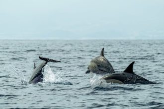 Pete Hegseth Asked About Bizarre Report of ‘Kamikaze Dolphins’ in Strait of Hormuz: ‘Like Sharks With Laser Beams?’