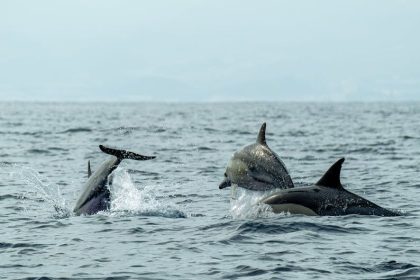 Pete Hegseth Asked About Bizarre Report of ‘Kamikaze Dolphins’ in Strait of Hormuz: ‘Like Sharks With Laser Beams?’